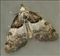 2077 (74.003)<br>Short-cloaked Moth